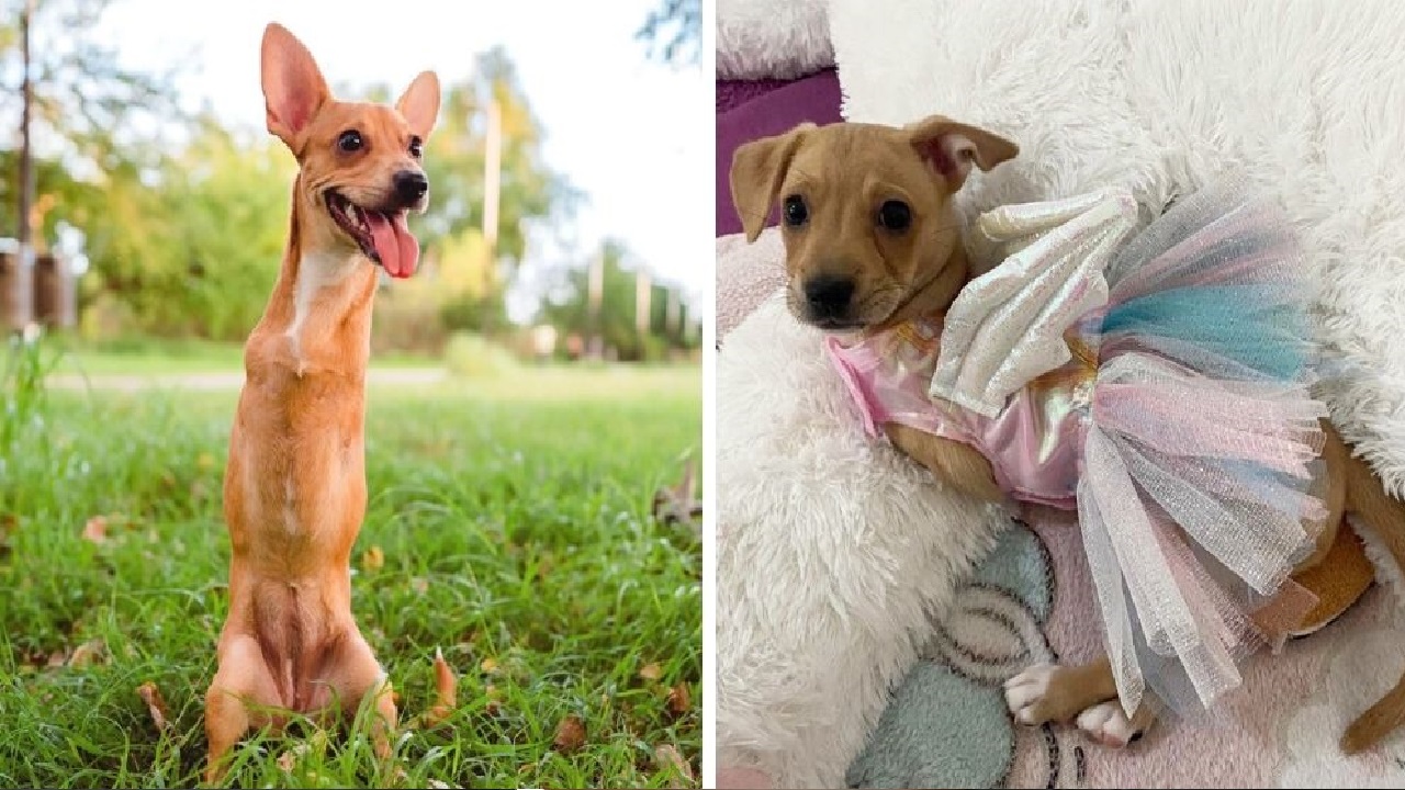 Mia é uma cachorrinha sem patas que foi encontrada numa caixa de papelão junto com seus irmãozinhos e conseguiu uma família- Fotos: Zoorprendente