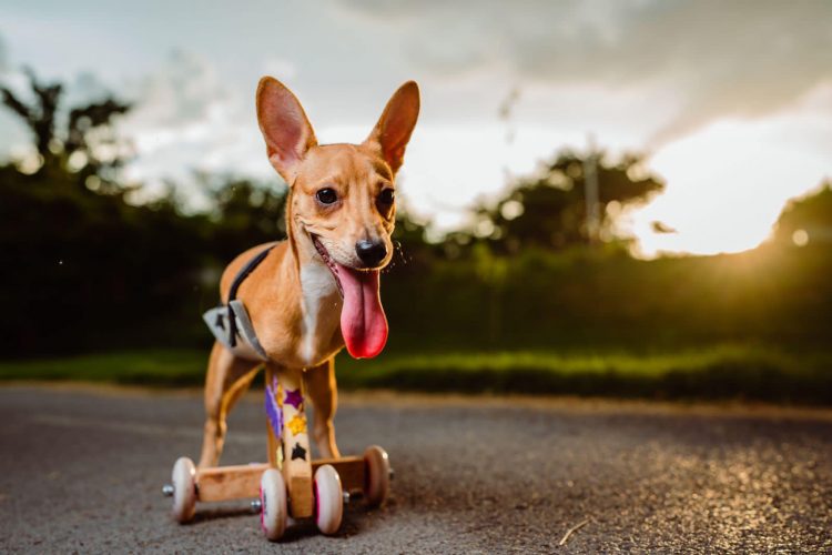 Mia com a cadeira de rodas. Que fofa! Foto: Reprodução/ @mia_cangurita