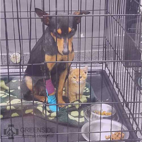 Anne e Ginger juntinhos - Foto: Greenside Animal Hospital