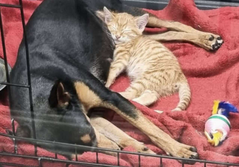 Ginger e Anne não se separam mais e só dormem juntinhos - Foto: Greenside Animal Hospital