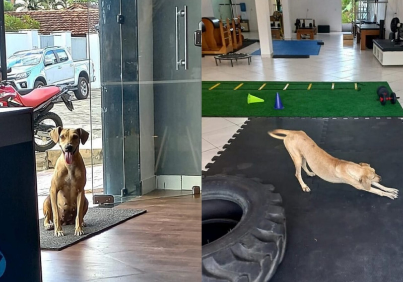 A vira-lata Caramelo entrou na clínica, fez um alongamento, pediu petisco e ganhou o coração da dona - Foto: arquivo pessoal