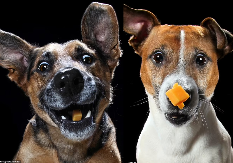 A fotógrafa Caroline tira fotos hilárias e fofas de cães em posições engraçadas e arrecada dinheiro para abrigos - Foto: Carolyne Cowan
