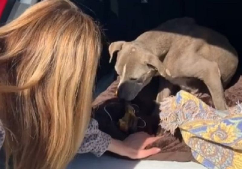 Pelo chip, Zoey foi achada a 96 Km de sua antiga moradia onde fugiu em 2010. Foto: Reprodução/vídeo