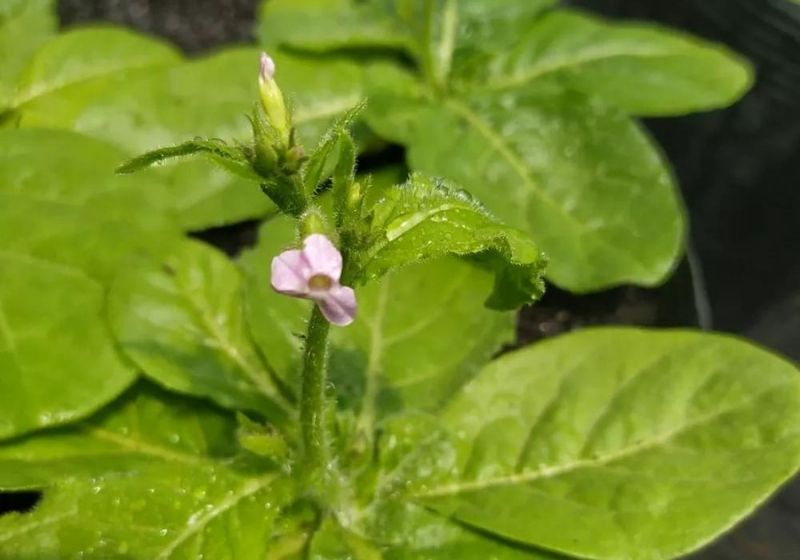 Mudas devem ser reintroduzidas na natureza. Foto: Luís Adriano Funez/ Arquivo pessoal