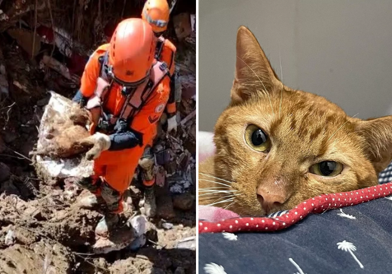 A gata Vitória se tornou símbolo de esperança para as famílias de Petrópolis. Fotos: Arquivo Pessoal