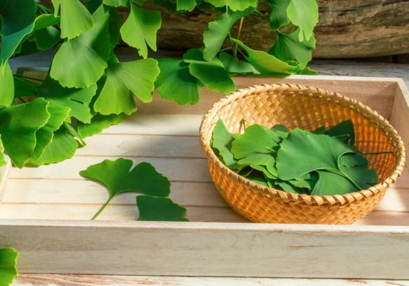 O extrato de Ginkgo Biloba protege o coração e reduz o risco de isquemia Foto: reprodução