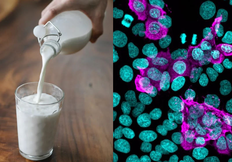 A lactoferrina é conhecida como o "canivete suíço" do sistema imunológico Foto: Jonathan Z. Sexton