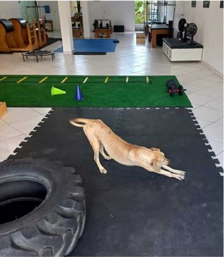 Amarelinha não perdeu a chance de se alongar na clínica - Foto: arquivo pessoal