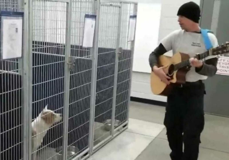 Pesquisas mostram que a música ajuda a acalmar os animais em ambientes muito barulhentos e estressantes. Foto: Reprodução/vídeo
