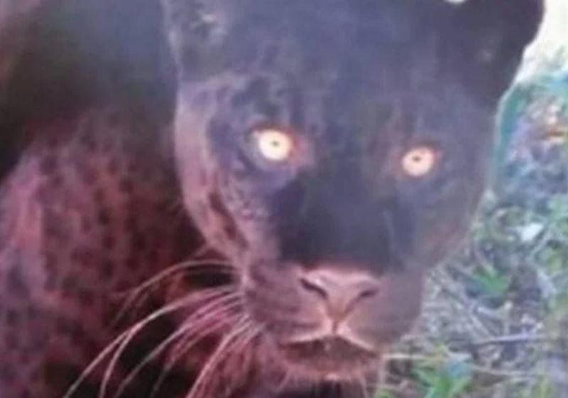 As onças flagradas pelas câmeras são um macho e uma fêmea. Foto: Reprodução/vídeo