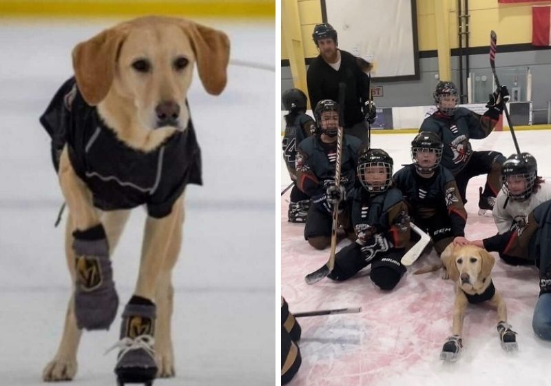 Para que o cãozinho pudesse patinar, foi preciso desenhar um patins especialmente para suas patinhas. Foto: @vegaskingbenny