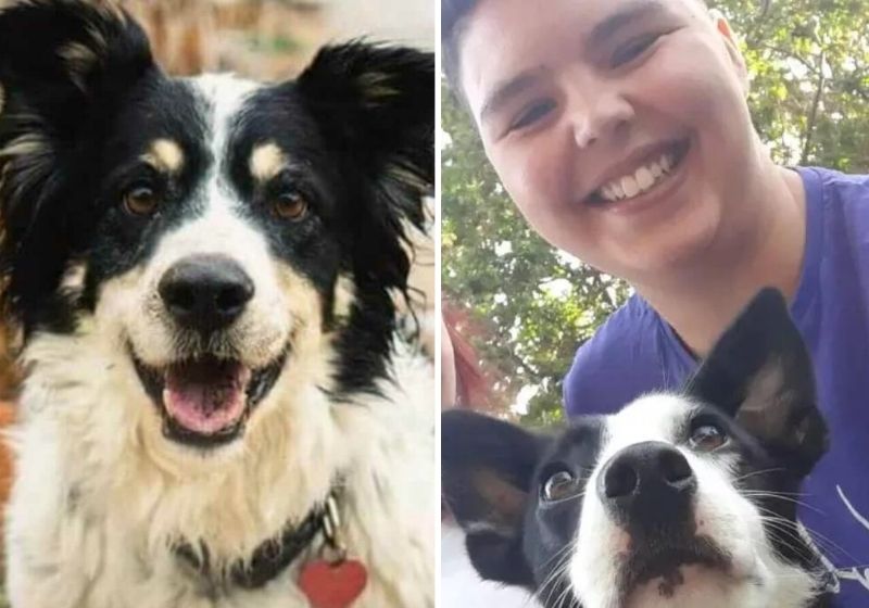 Pepper surpreendeu a todos ao conseguir voltar para casa sozinho. Fotos: Arquivo Pessoal