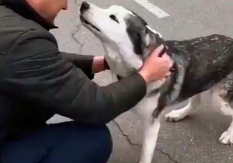 Com a guerra e todo o caos no país, o cãozinho se assustou e fugiu. Foto: Reprodução/Vídeo