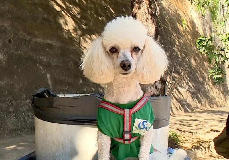 Todos os dias, ele se arruma para trabalhar com a dona, a gari Marileide da Silva Azevedo. Foto: A Gazeta