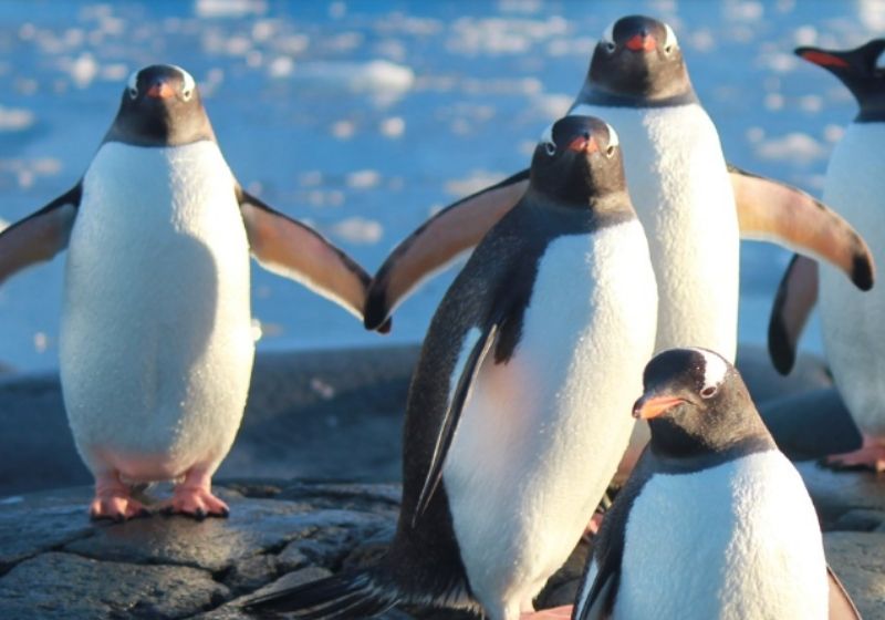 Vagas do Correio fazem parte de estratégia para atrair turistas nos pós-pandemia. Foto: Correios Antártica