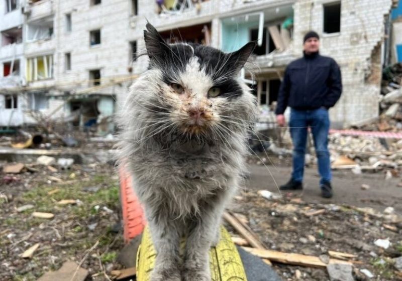 Gato foi adotado por toda a equipe do Ministério de Assuntos Internos da Ucrânia. Foto: Reprodução/Anton Gerashchenko