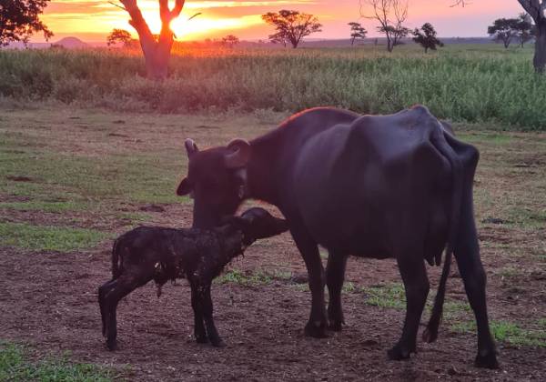 Antes desnutridas e maltratadas, búfalas vivem nova realidade (Foto: Arquivo pessoal)