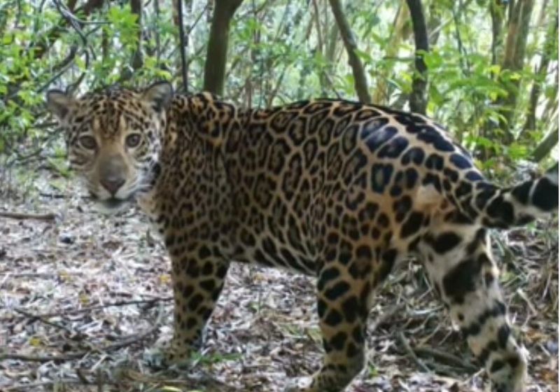 A última vez que a onça rara tinha sido visto foi em 2020, quando ele tinha apenas 9 meses. Foto: Reprodução/vídeo