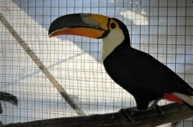 Imasul (Instituto de Meio Ambiente de Mato Grosso do Sul)