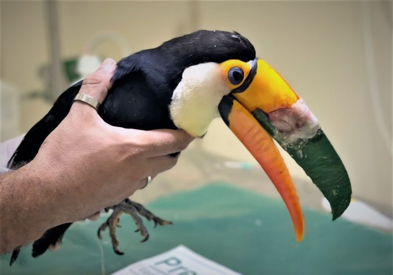 A ave enfrentava dificuldades para se alimentar devido à condição de saúde. Foto: Imasul (Instituto de Meio Ambiente de Mato Grosso do Sul)