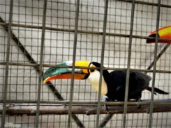 Imasul (Instituto de Meio Ambiente de Mato Grosso do Sul)