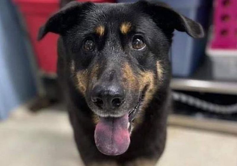 Fezco foi levado para o abrigo por sua antiga família depois que o viram tentar montar em outro cãozinho macho. Foto: Arquivo Pessoal