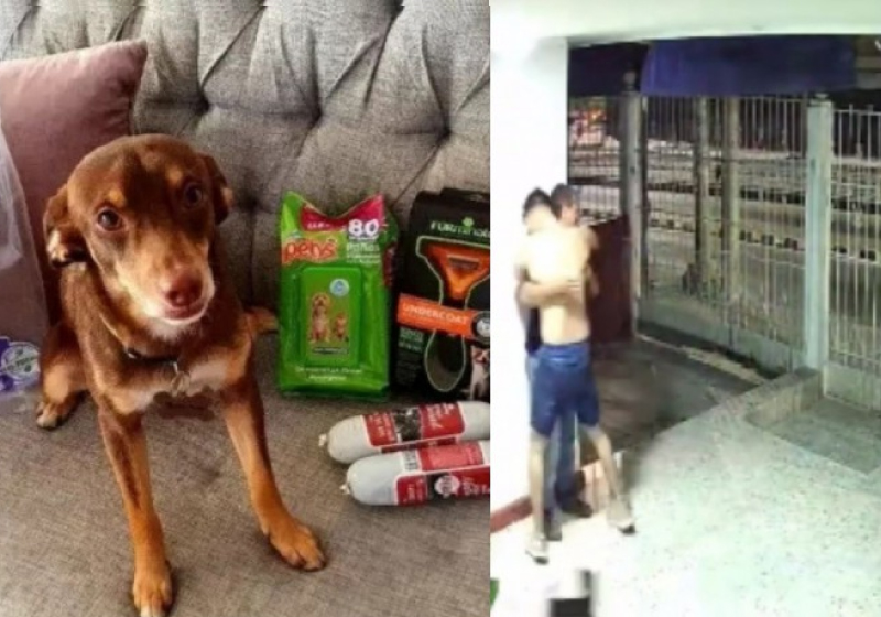Cão retorna para a família e a emoção deles viraliza - Foto: reprodução