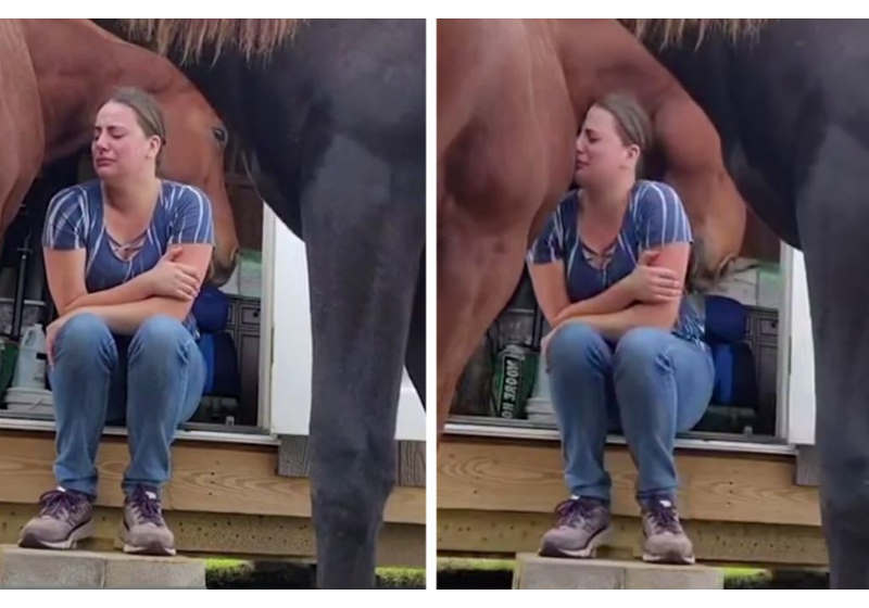 O cavalo Shiner de 4 anos consola sua cuidadora Shania que estava se divorciando Foto: reprodução Instagram