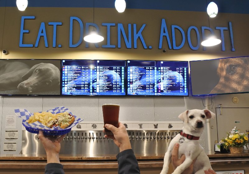 Coma, beba, adote!, diz a cervejaria que resgata cães que seriam mortos e põe para clientes adotarem - Foto: divulgação