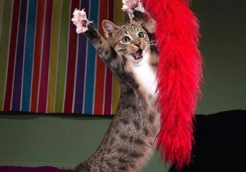 Evento foi criado pelos fotógrafos britânicos Paul Joynson-Hicks e Tom Sullan com o intuito de aumentar a conscientização para o bem-estar do animal. Foto: @comedypetphoto_awards