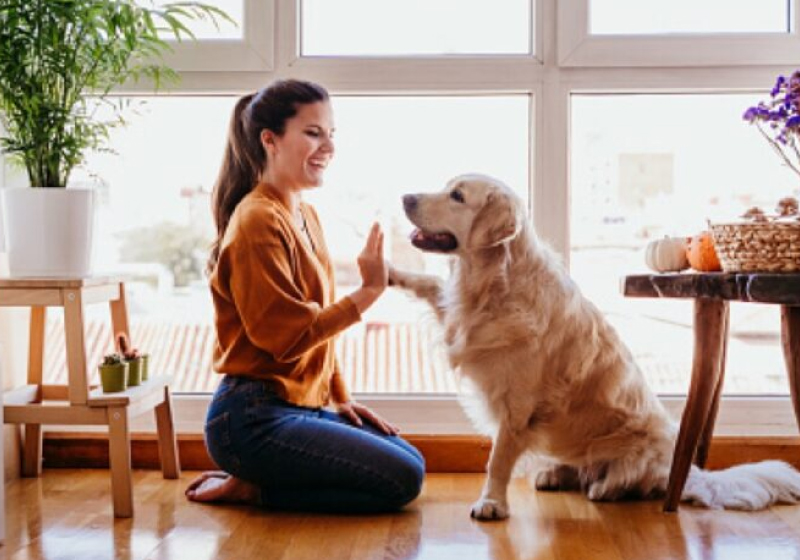 Além dos benefícios para o colaborador, a empresa ainda oferece vantagens para os pets - Foto: reprodução