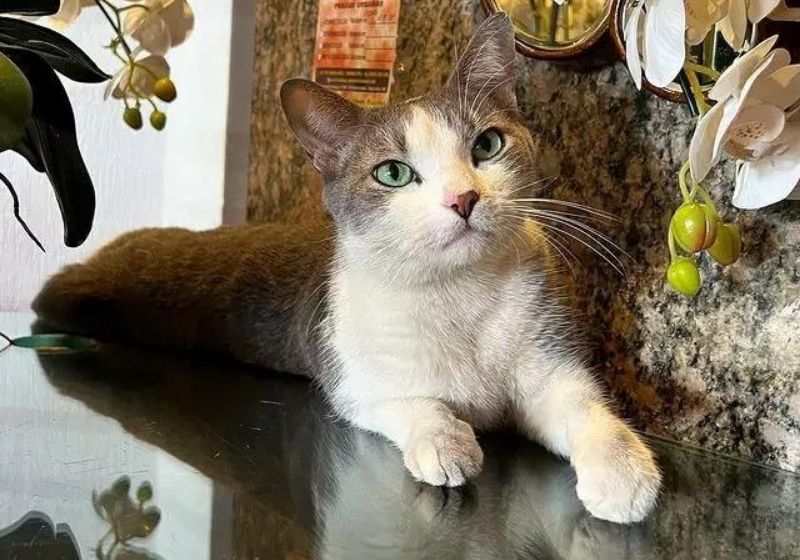 Fifo tem 3 anos e é sucesso entre os hóspedes e funcionários do hotel - Foto: Arquivo Pessoal