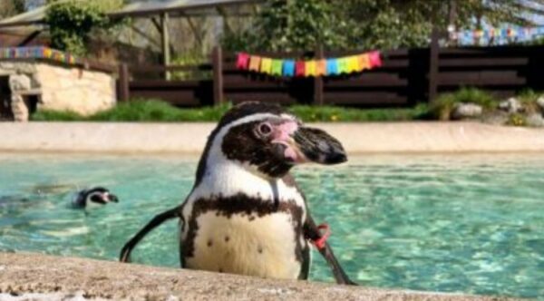 Rosie é considerada o pinguim mais velho do mundo - Foto: Zoológico Sewerby