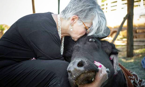 Doe direto pelo PIX e-mail: vaquinha-bufalas-brotas@sovaquinhaboa.com.br - As búfalas de Brotas terão um lar especialmente projetado para elas e sob os cuidados da ONG ARA - Foto: ONG ARA