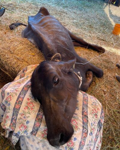 As búfalas de Brotas foram encontradas passando fome e sede - Foto: ONG ARA