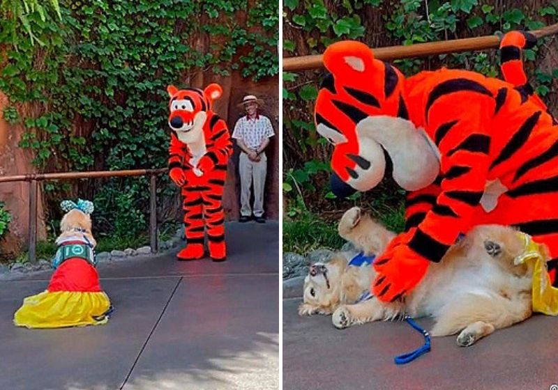 Nas imagens, a cachorrinha fica toda empolgada ao encontrar o personagem Tigrão, da história do Urso Puff. Fotos: reprodução/vídeo