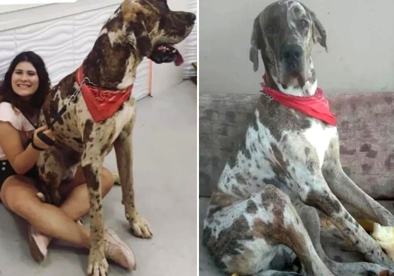 Tutora contou que a filha sempre quis um cão grande, mas nunca imaginou que o animal chegaria a essa altura. Fotos: Arquivo Pessoal