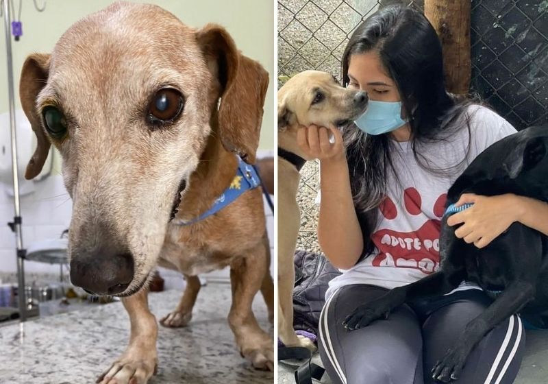 Mais de 100 animais resgatados das ruas e salvos de maus-tratos estão abrigados na Associação Casa do Cão e Gato (ACCG), que fica no Morro do Castro, divisa entre Niterói e São Gonçalo. Fotos: Arquivo Pessoal