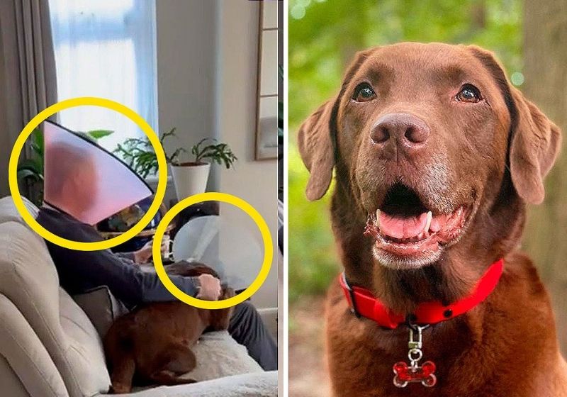 “Juro que são sempre os pais que não querem cachorro que acabam amando-os mais”, comentou tutora. Fotos: Reprodução/vídeo
