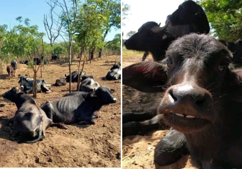 Doe direto pelo PIX e-mail: vaquinha-bufalas-brotas@sovaquinhaboa.com.br  - O Só Vaquinha Boa está junto com a ARA nessa grande missão e por isso, estamos com a vaquinha oficial. Fotos: ARA