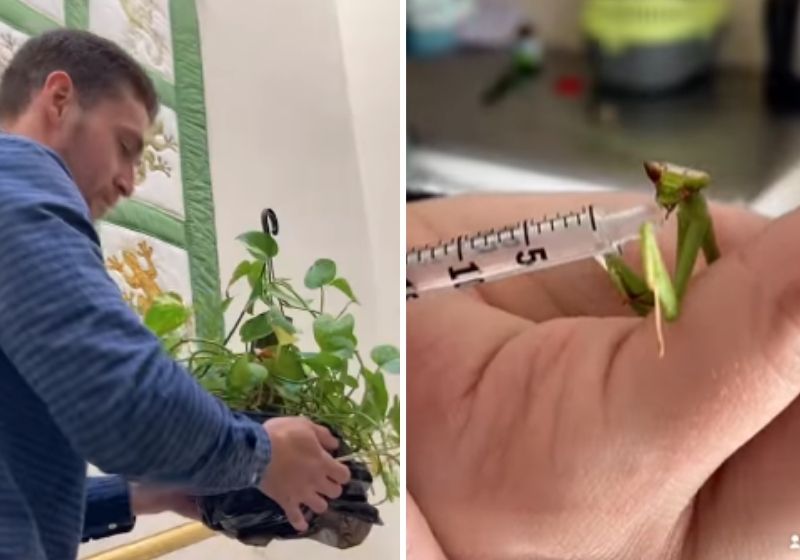 O profissional atendeu a pequena louva-a-deus em São Paulo, e ela está se recuperando da operação. Fotos: reprodução/vídeo