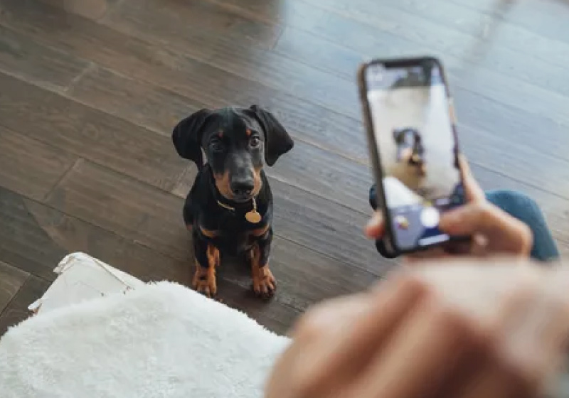 O aplicativo Pupz usa reconhecimento facial para encontrar cães e gatos perdidos - Foto: Pixabay