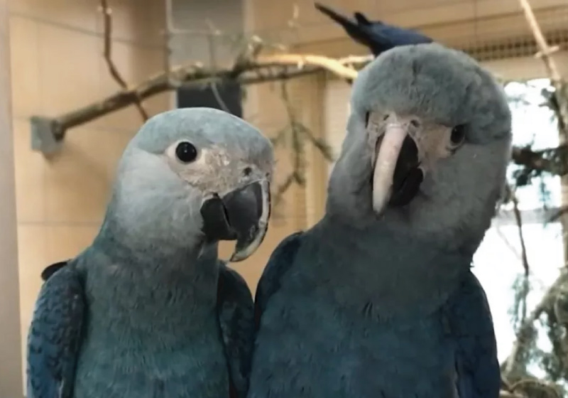 Ararinhas-azuis serão soltas na natureza após tratamento em Curaçá, no norte da BA — Foto: Reprodução/TV São Francisco