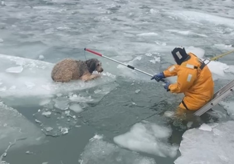 O filhote de Labradoodle estava preso nas águas congeladas e foi resgatado por um bombeiro herói Foto: reprodução Facebook