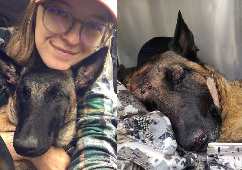 Erin com Eva, o cão herói que se arriscou na luta com um leão para salvar sua tutora - Fotos: Erin Wilson / Instagram