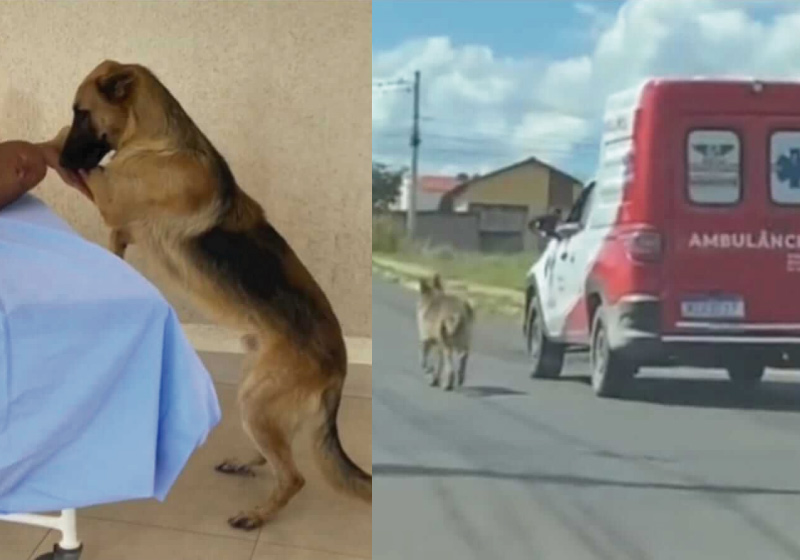 O cão chamou a atenção por acompanhar a ambulância que levou o tutor, que passou mal e precisou de atendimento médico - Foto: reprodução TikTok