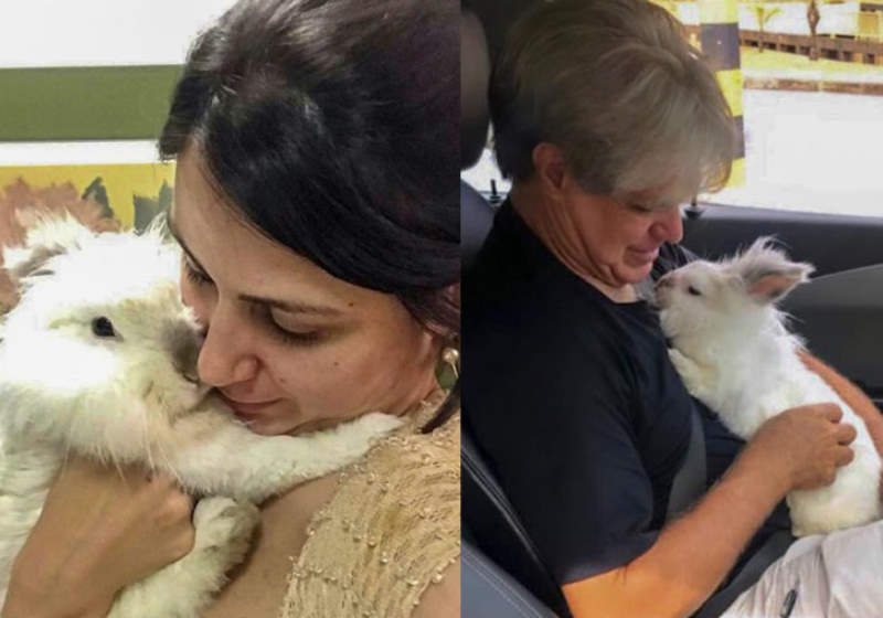 Autorização do coelho 'Blu' em voo fez ANAC mudar regulamentação Foto: TJMG