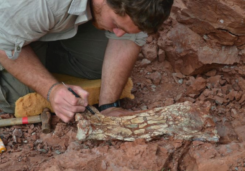 Fósseis de pterossauro achados na Argentina revelam que ele podia ter 9 metros Imagem: Universidad de Cuyo/Handout