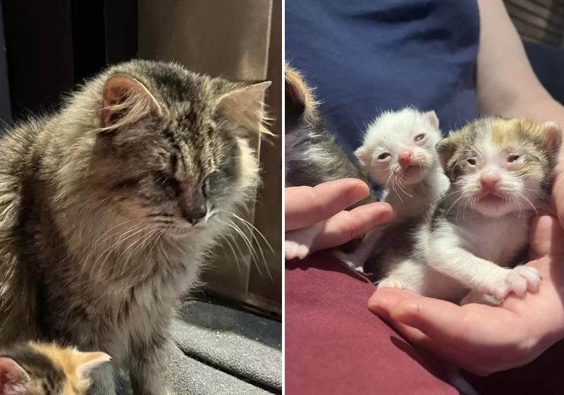 A gatinha sabia o tanto que ela e seus bebês precisavam de ajuda. Fotos: Mary Huckabee/The Dodo