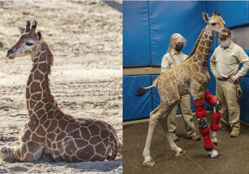 A girafa bebê nasceu com uma deficiência nas pernas e ganhou um aparelho ortopédico para corrigir o problema - Foto: San Diego Zoo Safari Park